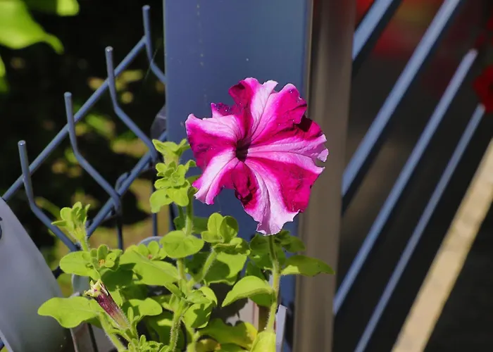 Ozimice 2 Apartman Bihać